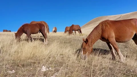 Horses grazing at sunset 스톡 동영상 252205123