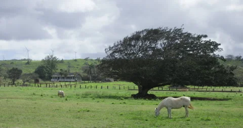 Horses Grazing by Tree Stock Footage 262116555