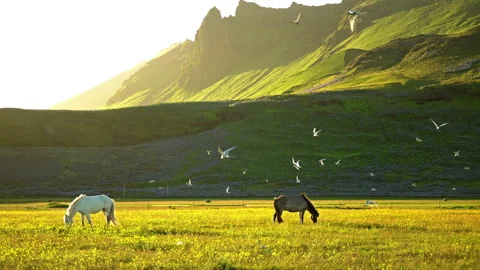 Horses grazing under arctic tern birds, Iceland summer sunrise Stock Footage 240659088