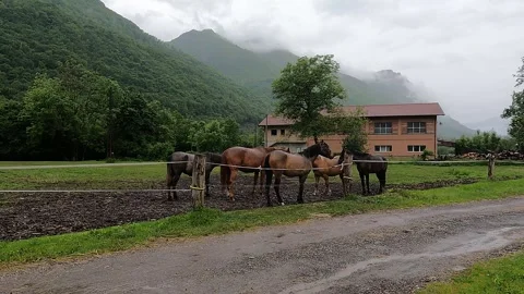 Horses grazing, under the Grigna mountain Vídeo Stock 241933342