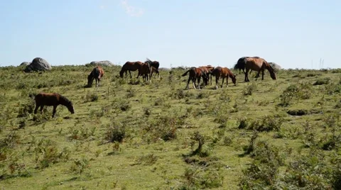 Horses grazing in the wild. Stock Footage 48938013