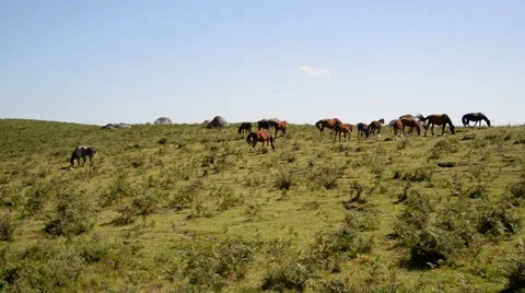 Horses grazing in the wild. Stock Footage 48938645