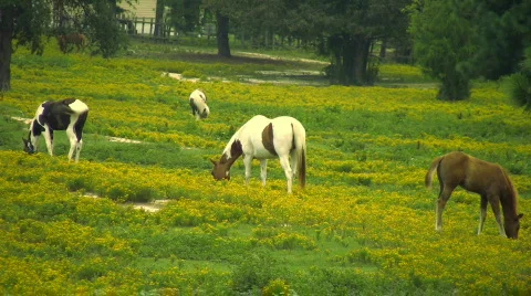 Horses grazing in yellow field Stock Footage