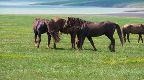 Horses in Green Field Stock Footage 49922086