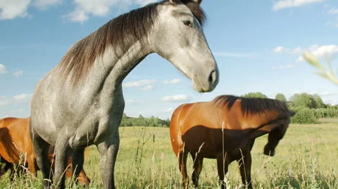 Horses in Green Field Stock Footage 65990685