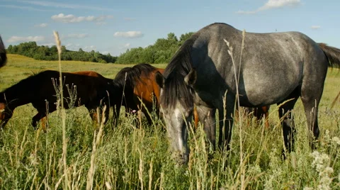 Horses in Green Field Stock Footage 65991071