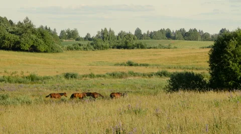 Horses in Green Field Stock Footage