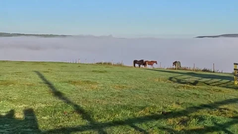 Horses in a green field with a low cloud Stock Footage 284771898