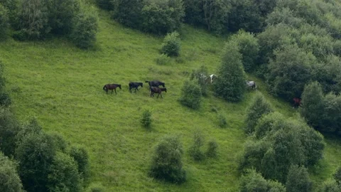 Horses on a green meadow Stock Footage 232299152