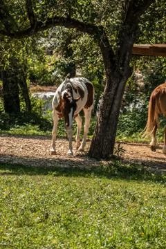 Horses on the green meadow Stock Photos
