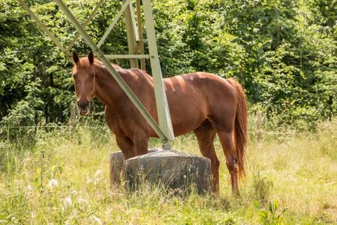 Horses on the green meadow Stock Photos