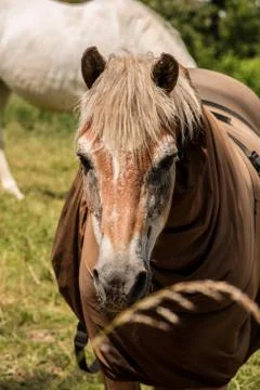 Horses on the green meadow Stock Photos