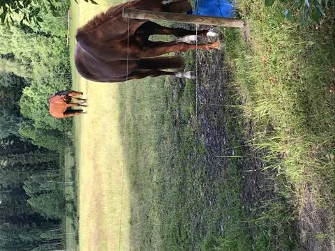 Horses in a green meadow Stock Photos