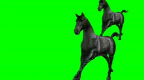 Horses on green screen Video stock 742736