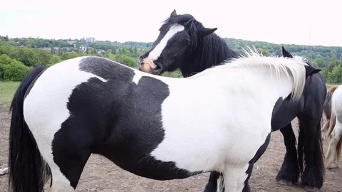 Horses Grooming Stock Footage 129848850