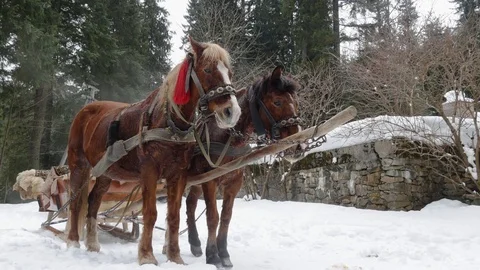 Horses in harness. Stock Footage 73131545