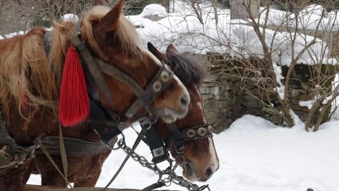 Horses in harness. Stock Footage 73131592