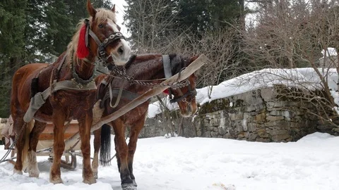 Horses in harness. Stock Footage 73131599