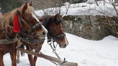 Horses in harness. Stock Footage 73131631