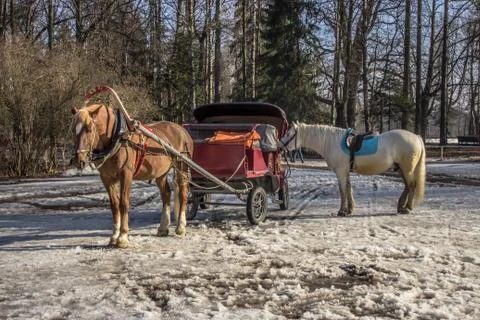 Horses in harness Stock Photos