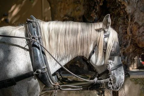 Horses in Harness Ready to Work Stock Photos