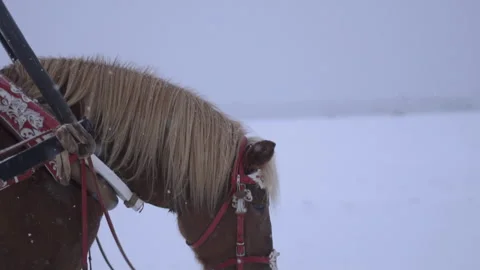 Horses in harness in winter. Snow is falling Stock Footage 258270637