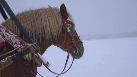 Horses in harness in winter. Snow is falling Stock Footage 258569622