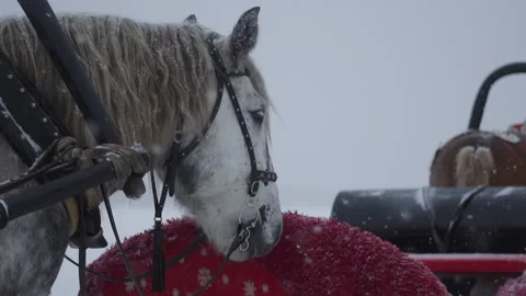 Horses in harness in winter. Snow is falling Stock Footage 258733391