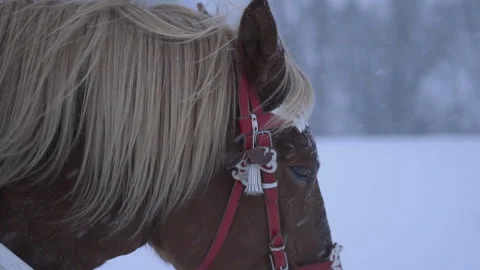 Horses in harness in winter. Snow is falling Stock Footage 259293285