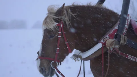 Horses in harness in winter. Snow is falling Stock Footage 259293328