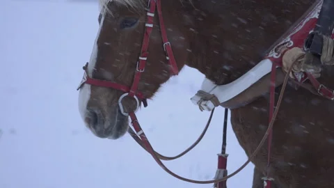 Horses in harness in winter. Snow is falling Stock Footage 259689378