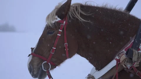 Horses in harness in winter. Snow is falling Stock Footage 259689428