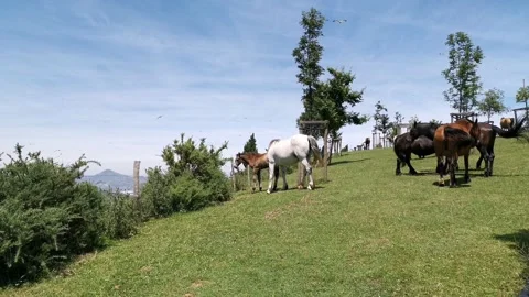 Horses having fun in the meadow Video stock 134609548