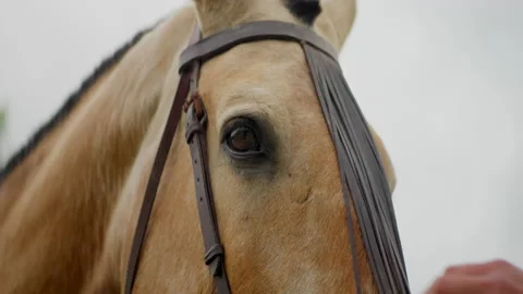 Horse's head and eye looking the camera Stock Footage 200862854