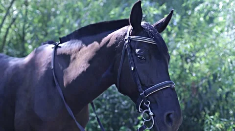 Horse's head in the bridle Stock Footage 53486584