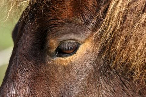 Horses head closeup Stock Photos