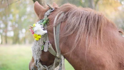 The horse's head is decorated with flowers. Stock Footage 236766817