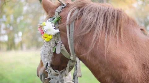 The horse's head is decorated with flowers. Stockbeeldmateriaal 236766831