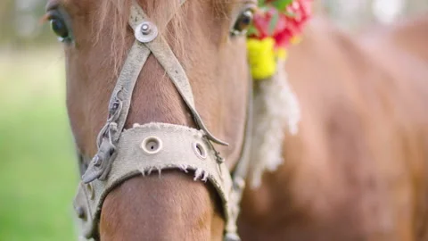 The horse's head is decorated with flowers. Stock Footage 236767200