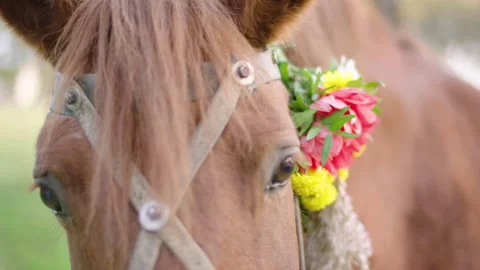 The horse's head is decorated with flowers. Stock Footage 236767253