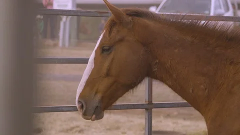 A horses' head in focus Video stock 107245799
