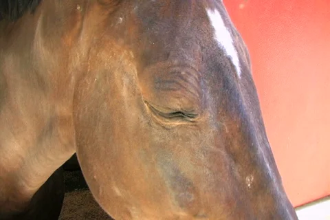 Horse's Head Stock-Footage 2800262