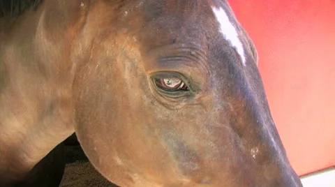 Horse's Head Video stock 8646679