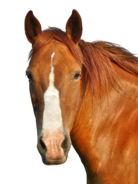 Horse's head Stock Photos