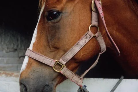 Horse's head Stock Photos