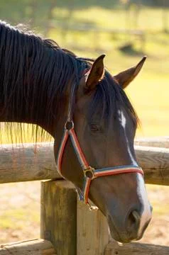 Horse's head Foto stock