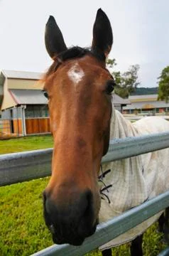 Horse's head Stock Photos