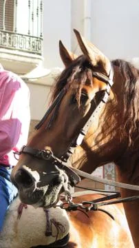 Horses head Stock Photos
