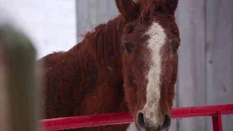 Horses Head Snow Stock Footage 71150601