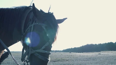 The horse's head at sunset in the sun. 库存影片 107854936